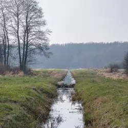 tama bobrowa na rowie melioracyjnym na łąkach na wschód od grobli