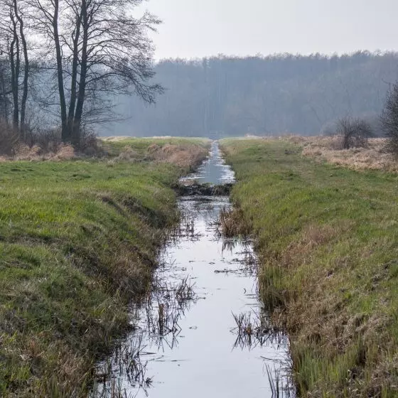 tama bobrowa na rowie melioracyjnym na łąkach na wschód od grobli