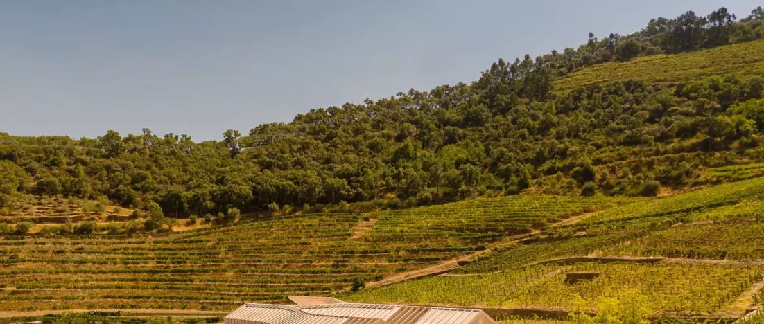 Quinta de Adorigo Winery w Douro. Atelier Sérgio Rebelo wpisuje winiarnię w krajobraz UNESCO