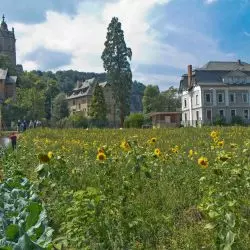 jadalne miasto
