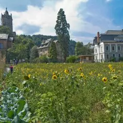jadalne miasto