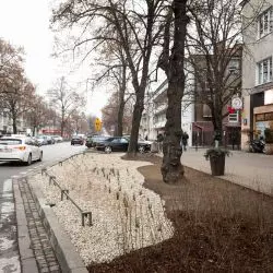 Ogród deszczowy na ul. Francuskiej w Warszawie