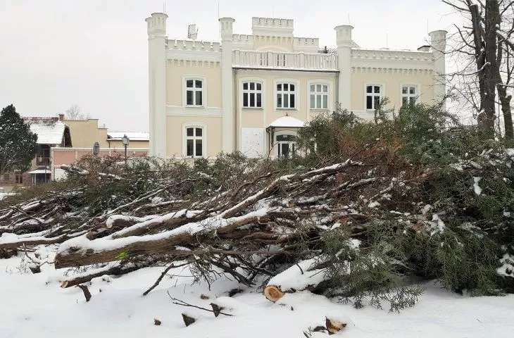 Wycinka drzew w Parku Strzeleckim w Tarnowie
