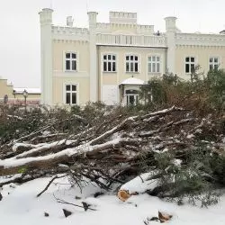 Wycinka drzew w Parku Strzeleckim w Tarnowie