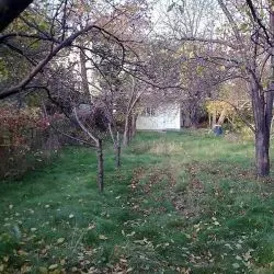 Ogródki działkowe na Powązkach w Warszawie