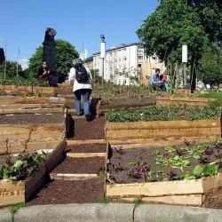 Urban gardening w przestrzeni miasta