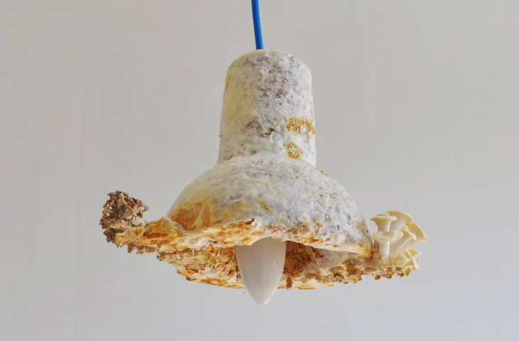 Furniture made of mushrooms. Extremely ecological design according to Marek Glogowski.