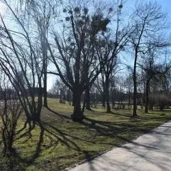 Kłobuck powołuje zespół, który zadba o zieleń gminy