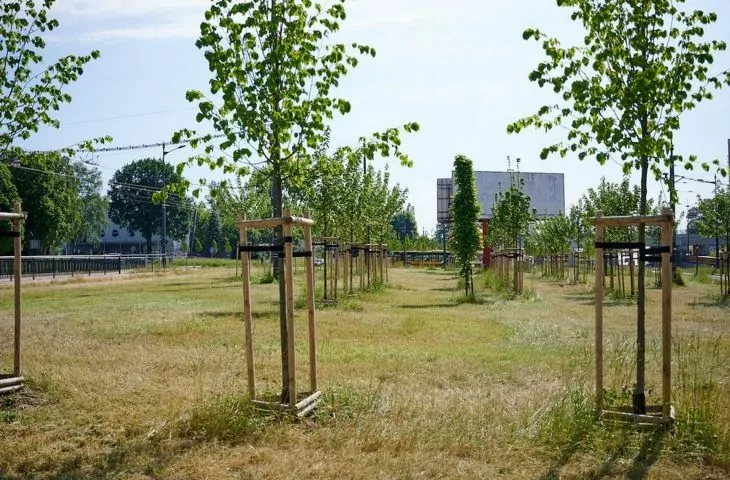 W Łodzi posadzą 20 tys. drzew, by poprawić klimat i komfort mieszkańców. Eksperci od klimatu i krajobrazu wątpią w szybkie efekty