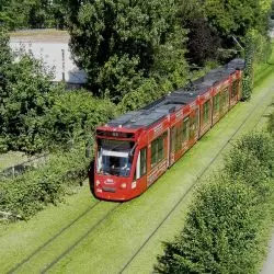 Zielony 