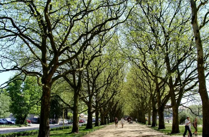 An avenue of plane trees on Jasne Błonia in Szczecin