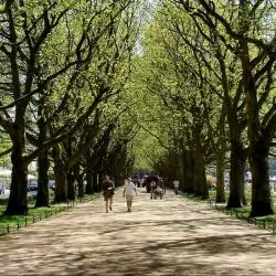 Aleja platanów na Jasnych Błoniach w Szczecinie