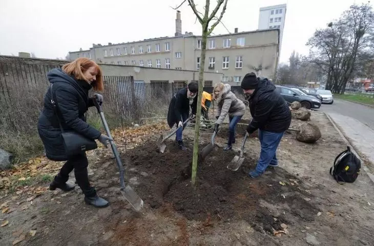 Gdańsk: 334 nowe drzewa w lokalizacjach wybranych przez mieszkańców