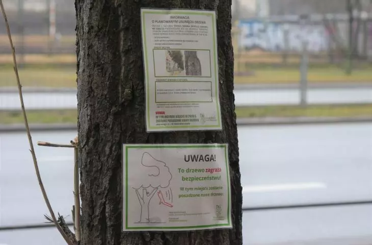 Prawa drzew w Warszawie będą chronione