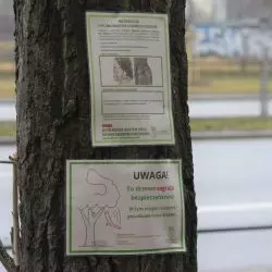 Wycinka drzew