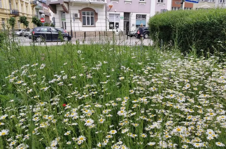 Łukasz Łuczaj, botanik: Nie kośmy tak często łąk i traw w miastach! Produkują tyle tlenu, co las