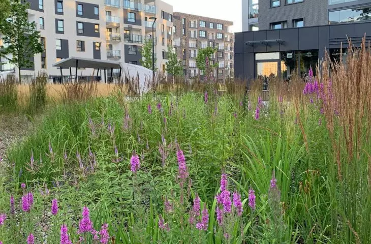 Jaka powinna być roślinność w mieście — wywiad z Joanną Rayss