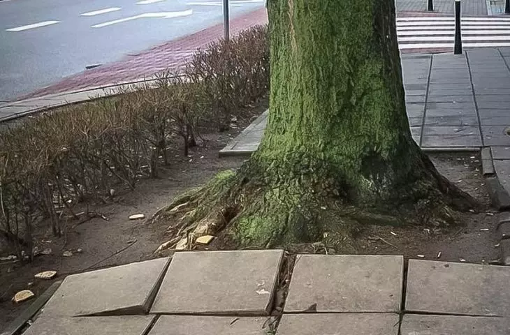 Is there a tree-friendly concrete?