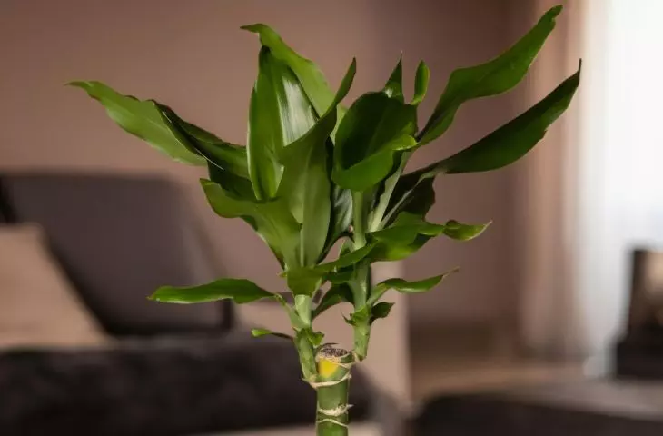 Ta roślina usuwa formaldehyd Fot. feey © UNSPLASH