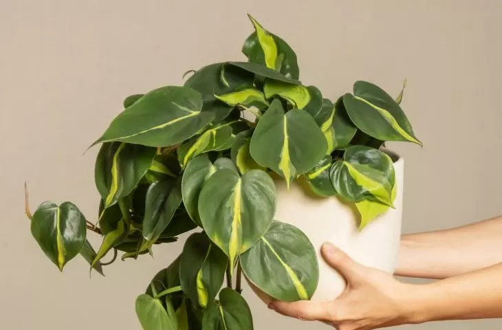 This plant removes formaldehyde and trichlorethylene from the air Photo: feey © UNSPLASH