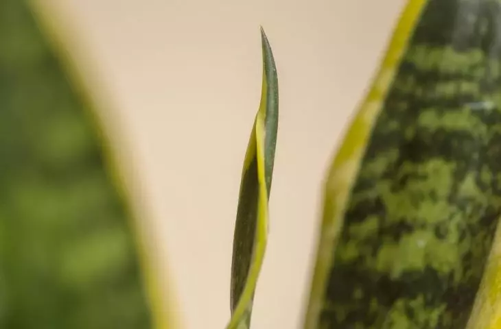 What is the name of this plant? Photo: feey © UNSPLASH