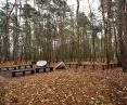 Las pamięci, cmentarz komunalny na Junikowie w Poznaniu