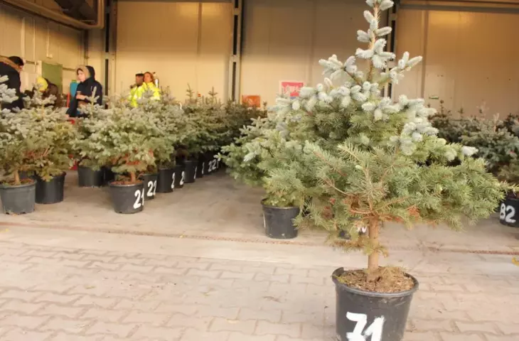 Disposal plant offers loan of two hundred and fifty spruce trees