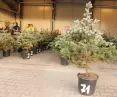 Disposal plant offers loan of two hundred and fifty spruce trees