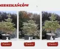 Choinki można wypożyczyć na stronie 