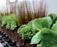 Istotnym elementem dachu klimatycznego jest dobór gatunkowy roślin