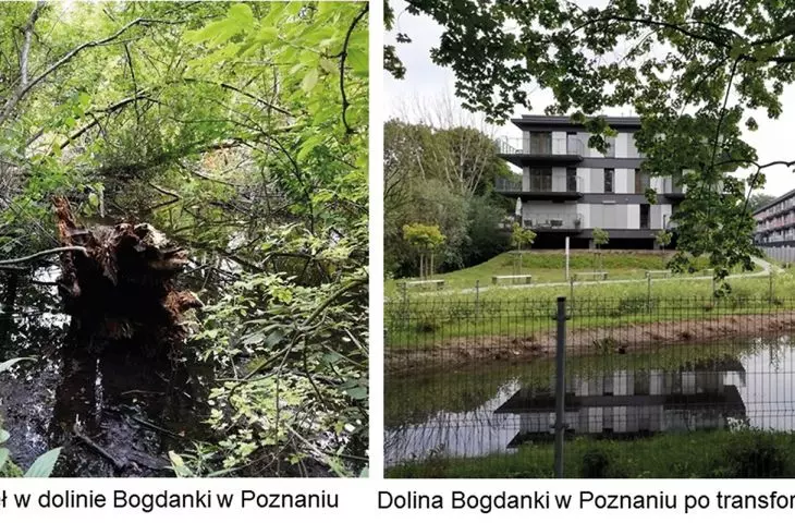 Deklaracje na temat zrównoważonego miasta gąbki znikają pod presją zabudowy, tak jak ostatnie mokradła w dolinie Bogdanki w Poznaniu