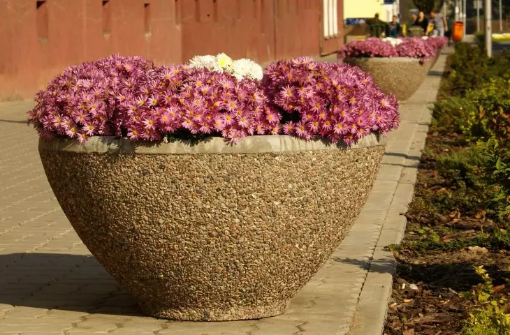 Donica Malina