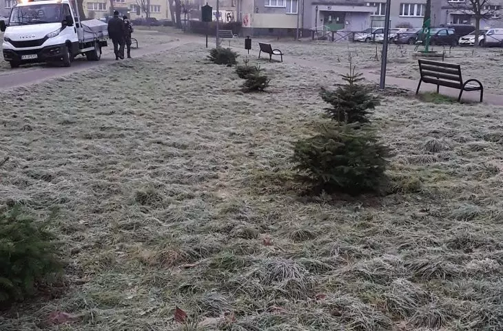 W Krakowie zasadzono już pierwsza drzewka