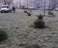 The first tree has already been planted in Kraków