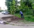 Czasem lepsze od słupkozy mogłoby być sadzenie drzew