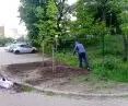 Sometimes planting trees could be better than a pole