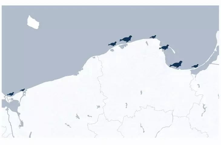 Populacja fok na Polskim wybrzeżu