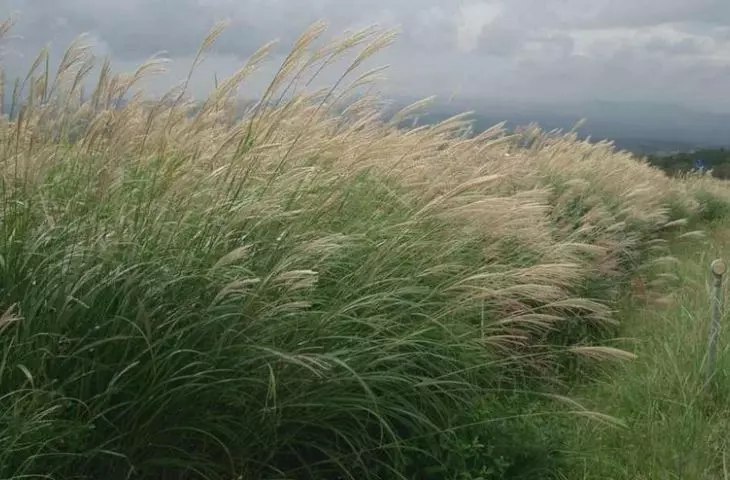 Miscanthus giganteus