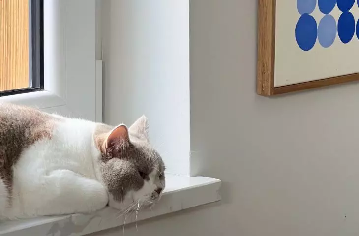 The apartment is also inhabited by a cat 