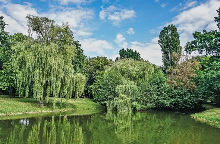 at a time of widespread paving and concretization, the ubiquity of Lodz's parks becomes invaluable