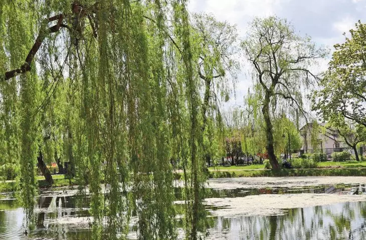 w Radomsku jest mnóstwo zadbanej zieleni; Miasto, gdzie może, tam inwestuje w przyrodę