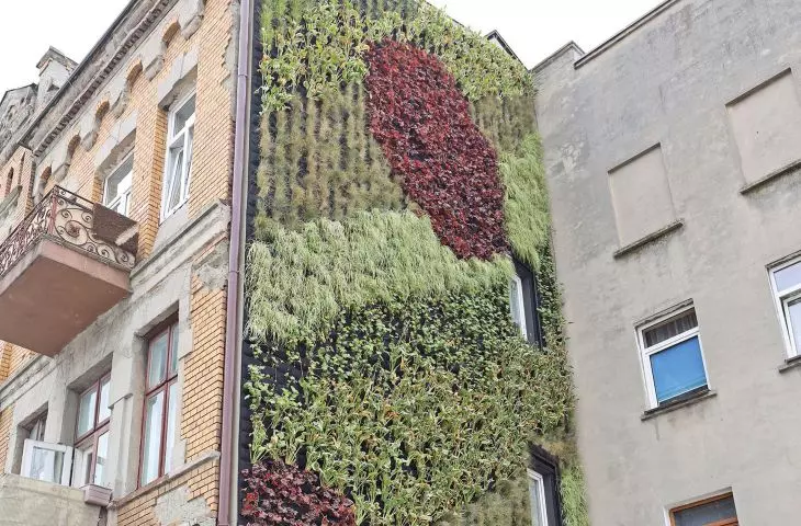 ogród wertykalny na ścianie kamienicy