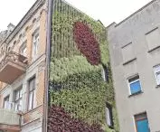 ogród wertykalny na ścianie kamienicy
