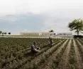 Ghana farm project, crops 
