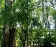 The heart of the establishment became a completely withered black poplar tree 
