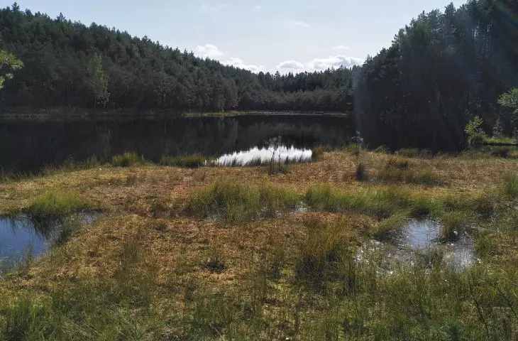 Transitional peat bog on a mid-forest lake