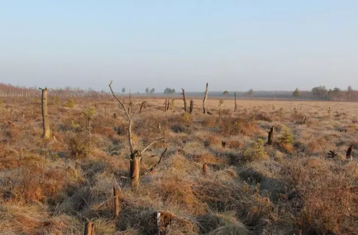 High bog in early spring