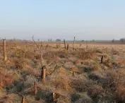 High bog in early spring