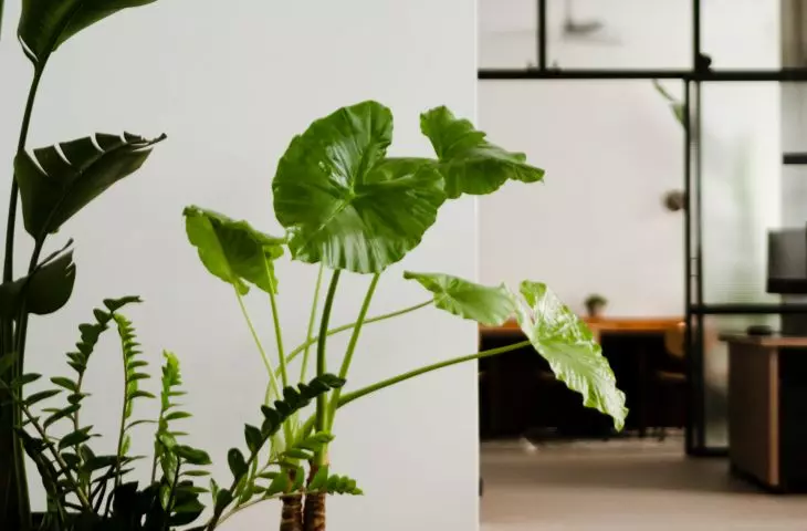 greenery in the interior creates a cozy, homey atmosphere