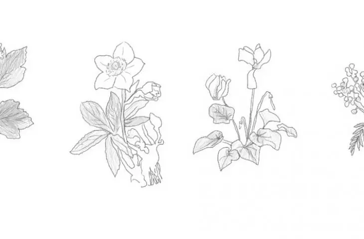 Plants used in the indoor garden